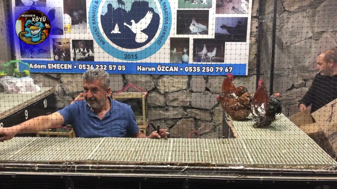 Civcivler - Yarkalar BEDAVA TAVUK   HOROZ İHALESİ ANKARA 2024 052