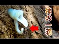 超高級!オニグルミから採れる液体が貴重な液体に変わります