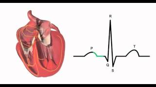 Cardiac conduction system and its relationship with ECG‬