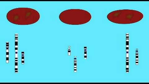 GENETICS 2: MOUSE-HUMAN HYBRID CELLS