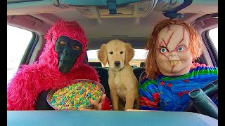 Chucky￼ Surprises Puppy With Car Ride Chase!