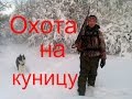 Охота на куницу с лайками.