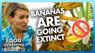 Bananas are going EXTINCT! 🍌