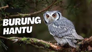 10 Fakta Unik & Menarik Tentang Burung Hantu!! #faktahewan