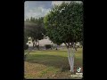 اغنيه عمرو دياب الجديده رمش خطاف والسحر اصناف وانا قلبي متخاف عليه يا بابا اغنيه عمرو دياب الجديده رمش خطاف والسحر اصناف وانا قلبي متخاف عليه يا بابا
