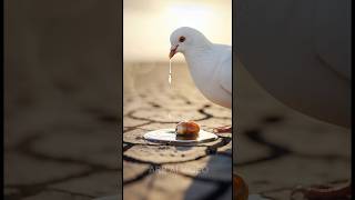 The White Pigeon watered the date Palm Seed. 😭#heenaprajapati