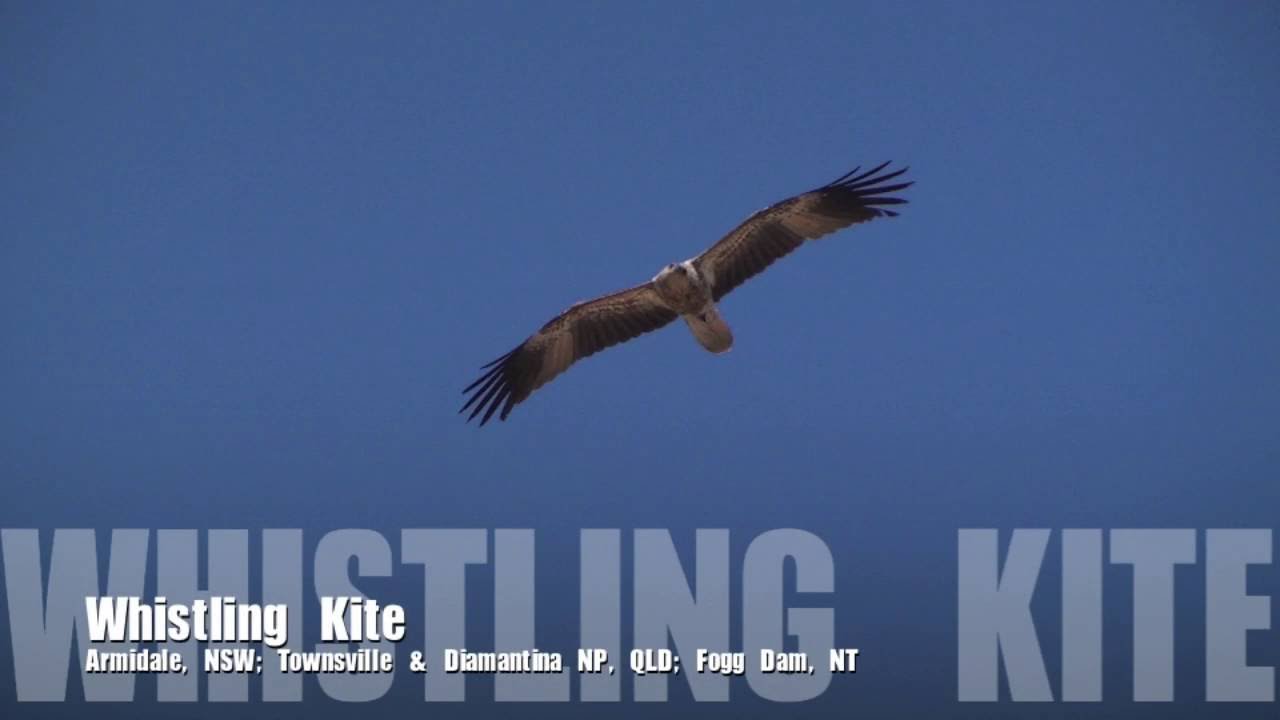 Whistling Kite YouTube