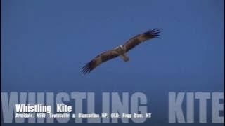 Whistling Kite