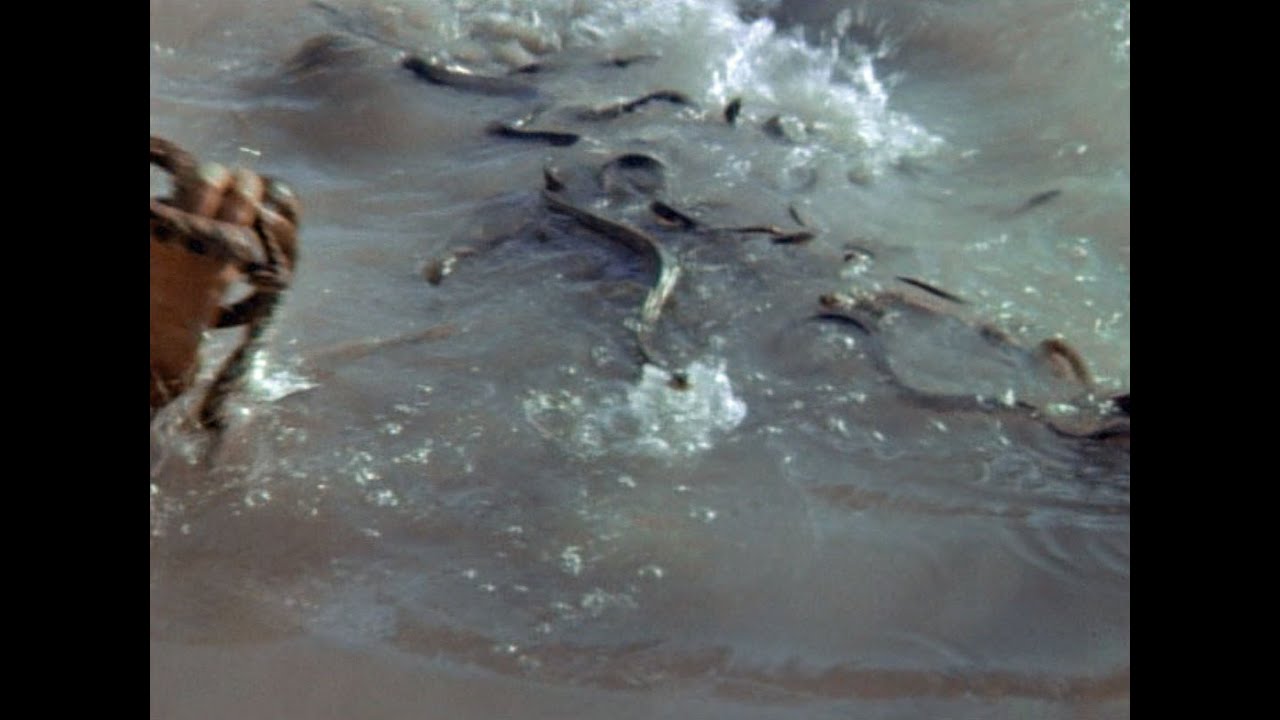 Water Moccasins In Lonesome Dove YouTube Water Moccasins In Lonesome Dove YouTube