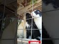 Cute Baby Rabbits Playing, Feeding Activities Bunny Rabbit