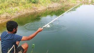 Fisherman catching rohu fishes|Using with single small hook|rohu fishing techniques|village fishing
