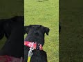 Rottweiler Socializing with Sheep in Lambing Season #dog #dogs #dogshorts #rottweiler #rottie #puppy