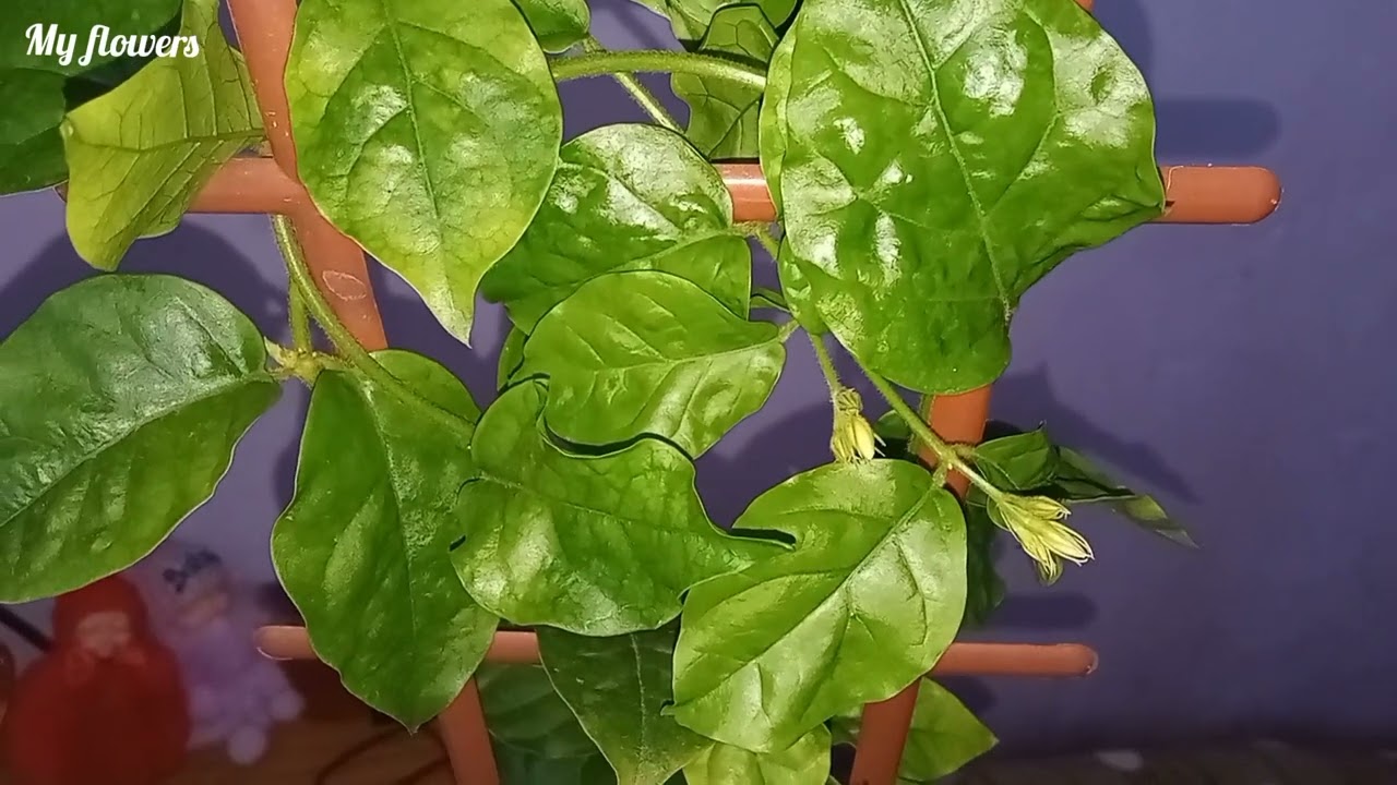 Комнатный Жасмин.Уход в домашних условиях.