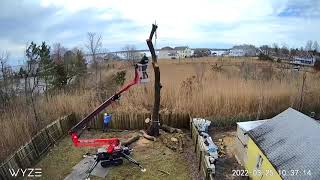 Weeping Willow removal (time lapse)