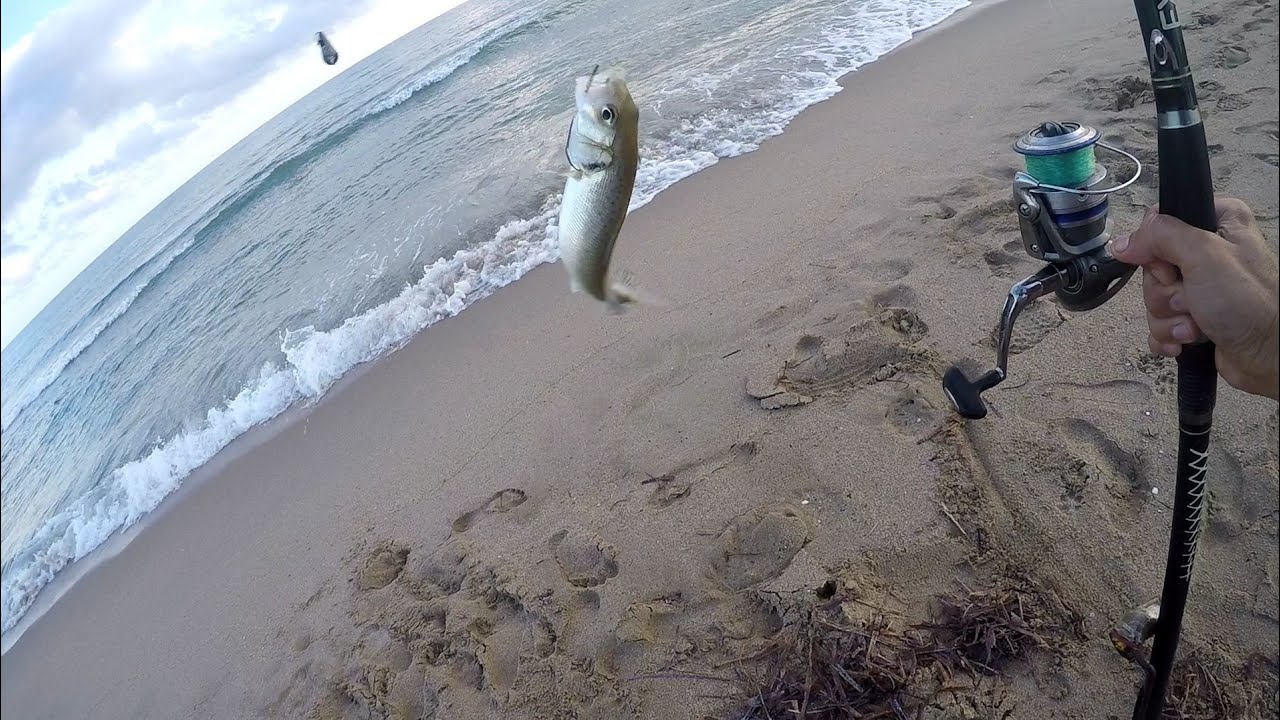 Pesca de lubinas en playa con sardina fresca.