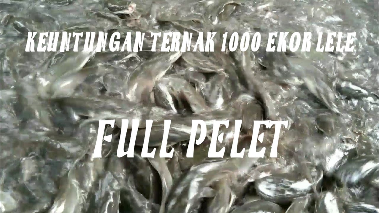 Keuntungan Ternak 1000 EKOR LELE Tahun 2021 | Hitung Keuntungan