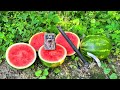 What happens to watermelon left in the woods trail camera