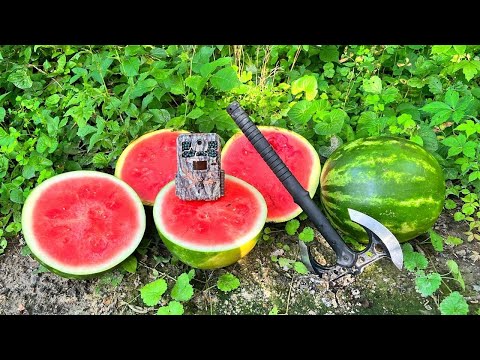 What Happens to WATERMELON Left in the Woods? (Trail Camera)