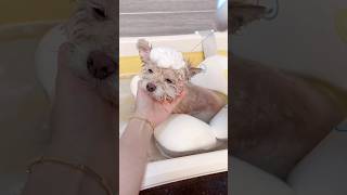Famous Tranquil Puppy Baths: Your Guide to Quiet Grooming 🐶🛁🧘‍♀️ Profile