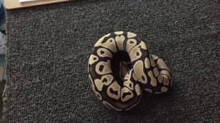 Famous Desert Ghost Ball Python Profile