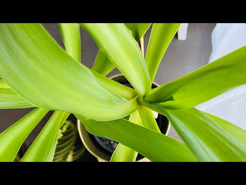 Video: Dracaena Bitkileriyle İlgili Sorunlar: Dracaena Bitkisinin Yaygın Sorunları Nasıl Çözülür