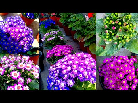 Video: Indoor Cineraria: growing from seeds, care, photo