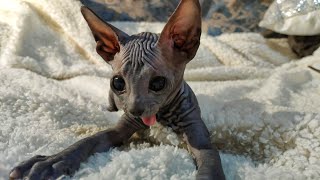 Six Weeks After Birth 💞 Naughty Sweet Kittens Wants to Play 🐾 by Sphynx Cats Channel 538 views 2 years ago 1 minute, 44 seconds