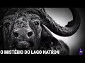 LAGO NATRON - um dos Lagos mais MORTAIS DO MUNDO!! #youtube