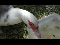 Our pet duck quackers