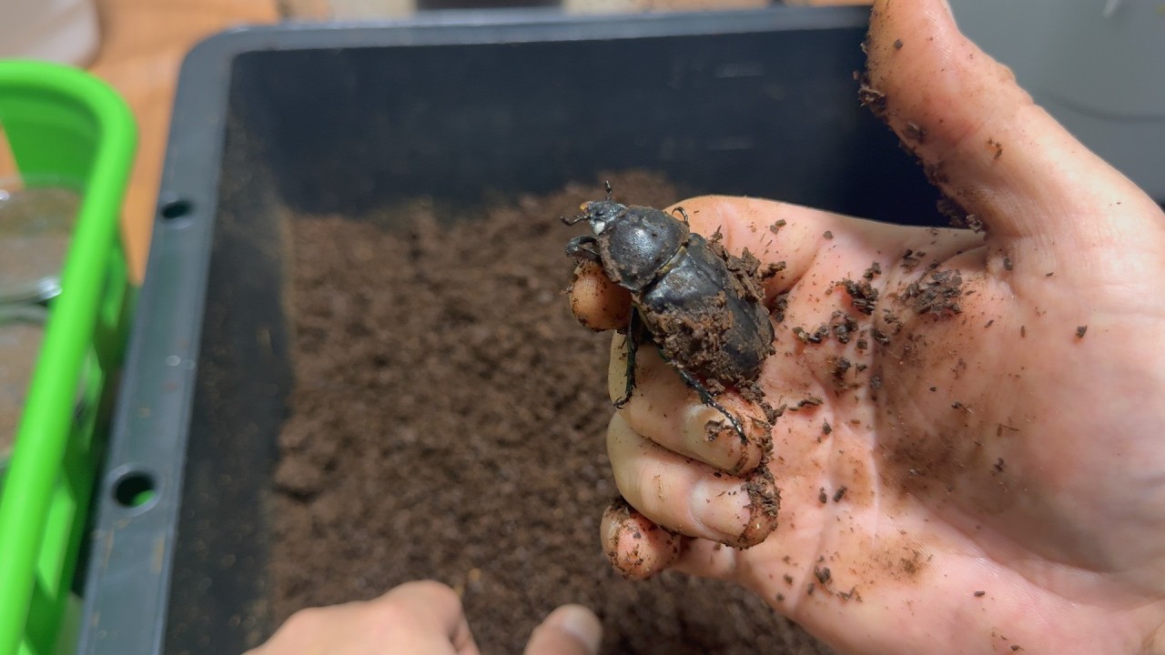 謎のオオカブト Explosive Breeding] The bloodline of Japanese rhinoceros beetles
