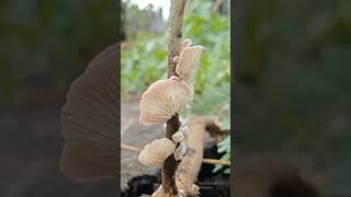Crepidotus #fungus