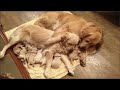 Golden Retriever Puppies Will Make You Laugh Countless Times - Funny and Cute Golden Retriever Puppy