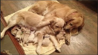 Golden Retriever Puppies Will Make You Laugh Countless Times  Funny and Cute Golden Retriever Puppy