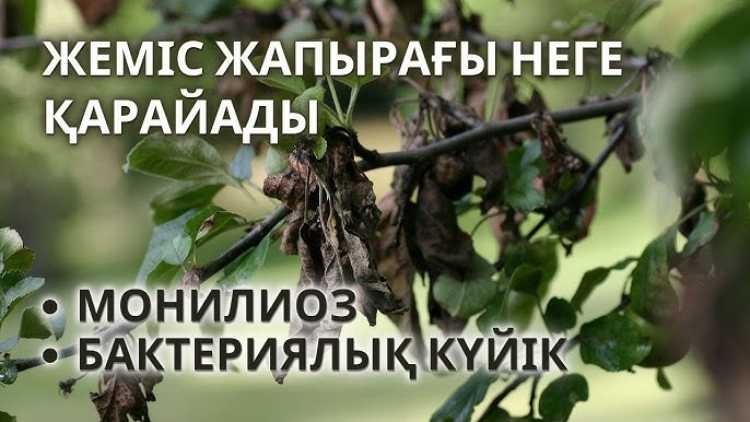 Магдалена Войчик жалаңаш Порно жұлдыз Кармелла Бинг өзінің кискасын үлкен әтешпен трахает етеді