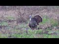 Crazy gobbling Osceola’s