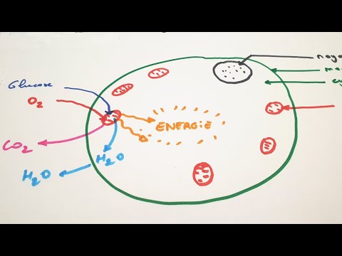 Vidéo: Quelles sont les entrées et sorties de la respiration cellulaire ?