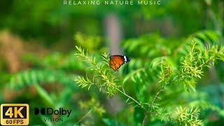 Relaxing Music with 4k Nature | Calm Music | Sleep Music | Meditation Music | Nature 4k with 60 fps