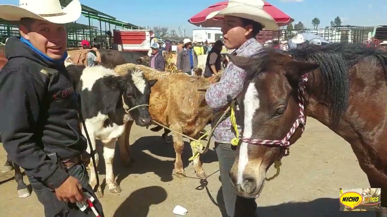 RESES PINTAS,GANADO GORDO Y CUIDADO CON LA VACA-PLAZA GANADERA EL PUENTE DE SAN BERNABE.