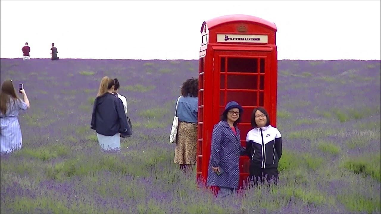Lavender Fields. Tractor Ride & Photo Session. Lavender Farm.