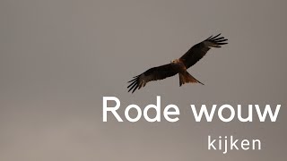 How to recognize a flying Red Kite #673