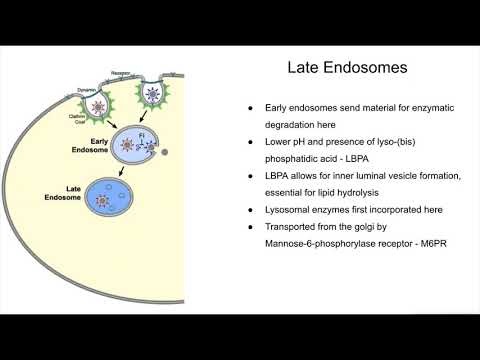 Summary of the endocytic pathway and lysosomal dysfunctions