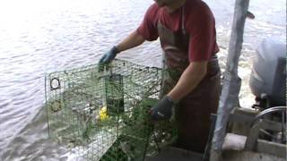 Blue Crab Fishing cajun style in south louisiana