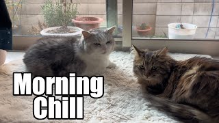 Morning chill by Life With Piko And Maple 1,176 views 3 weeks ago 4 minutes, 4 seconds