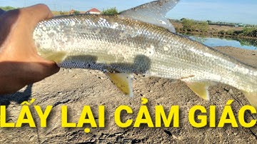 Câu cá chẽm, câu cá bóng đục, Tìm lại cảm giác sau thời gian dài không câu lure ||Câu cá thiên nhiên