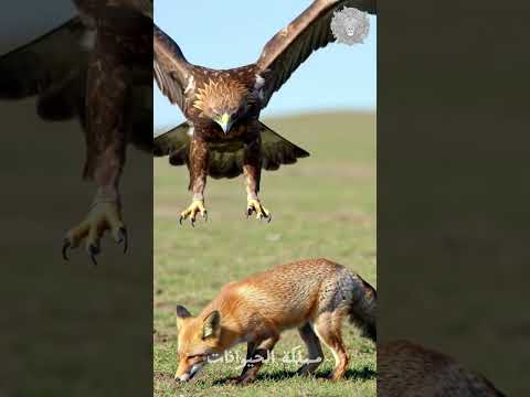 نسر يهاجم ثعلب معركة بقاء ملحمية النسر الذهبي الثعلب Wildlife Eagles Shortvideo