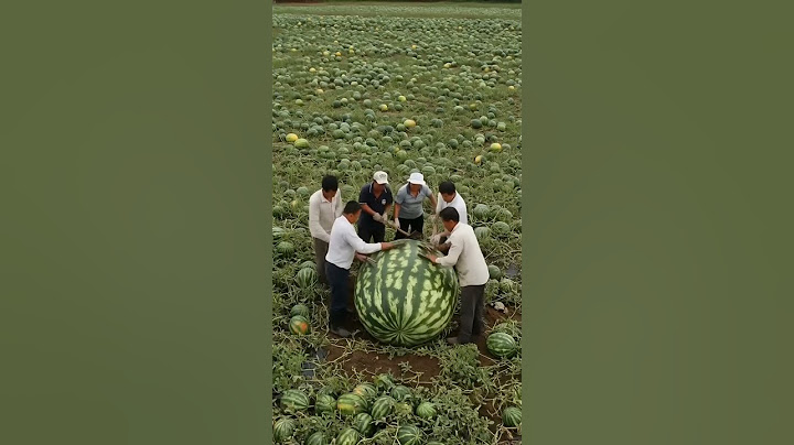 “6 Kişilik Ekip, 1 Dev Karpuz: Tarlanın Şampiyonu Sahneye Çıktı!” #karpuz #yapayzeka