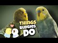 47 things that budgies do