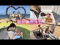 夫婦＋柴犬2頭、我が家の休日【お出かけ編】