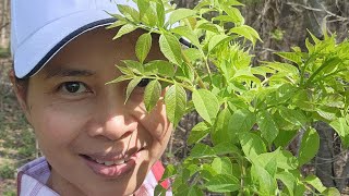 A dream come true: picking Devil's Walkingstick (Aralia spinosa) for the first time.