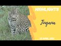 Highlights Tingana has a close encouter 23rd April 2021